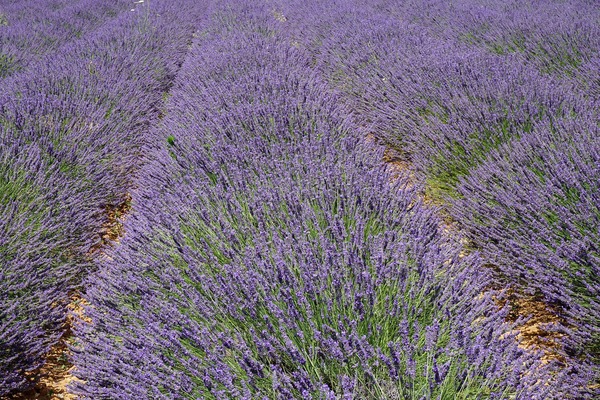 Arles, Lavender